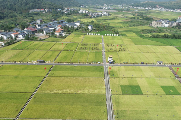 湘東區(qū)天涯種業(yè)科學(xué)院制種基地