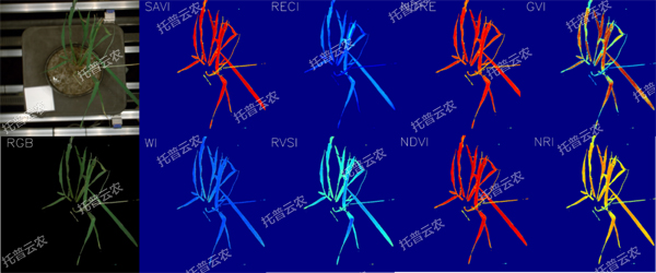 逆境模擬及植物生長監(jiān)測平臺(tái)-高光譜成像與指數(shù)分析結(jié)果.jpg