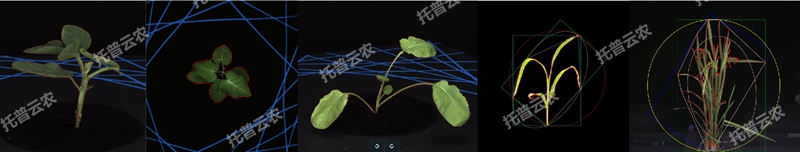 盆栽植物二維數(shù)字表型采集分析系統(tǒng)_副本.jpg